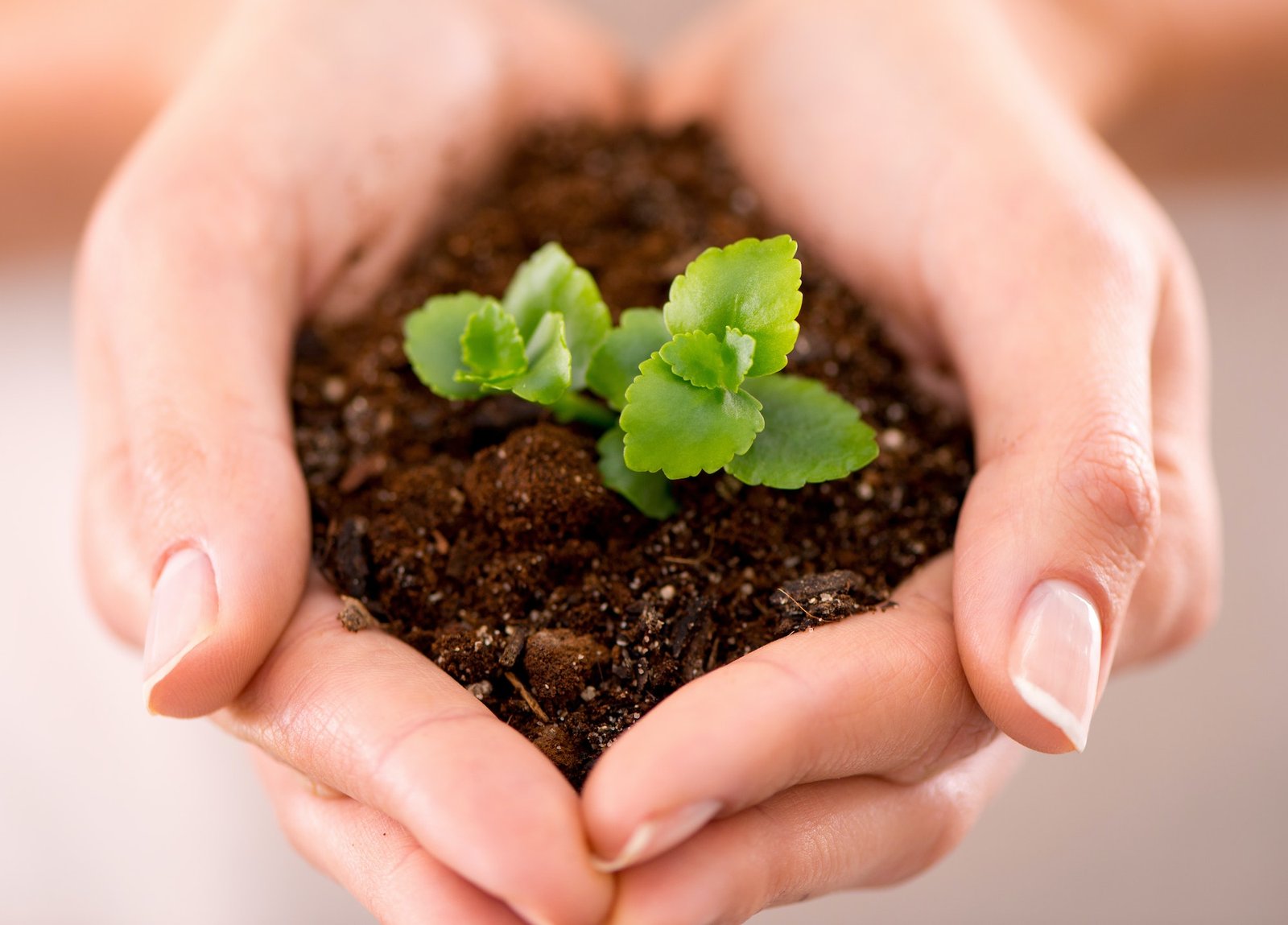 Potential for growth. Closeup shot of cupped hand holding a small seedling.